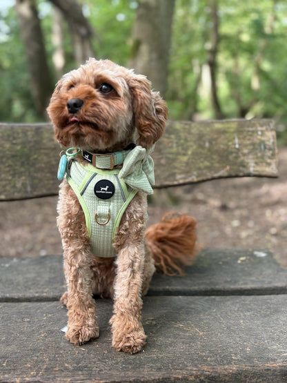 Harness - Matcha Heritage Check
