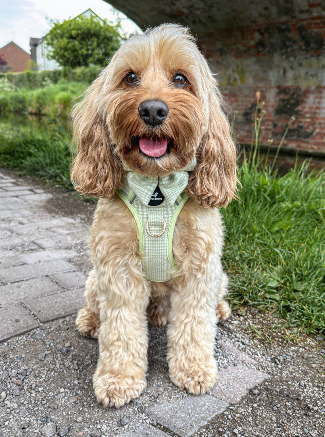 Harness - Matcha Heritage Check