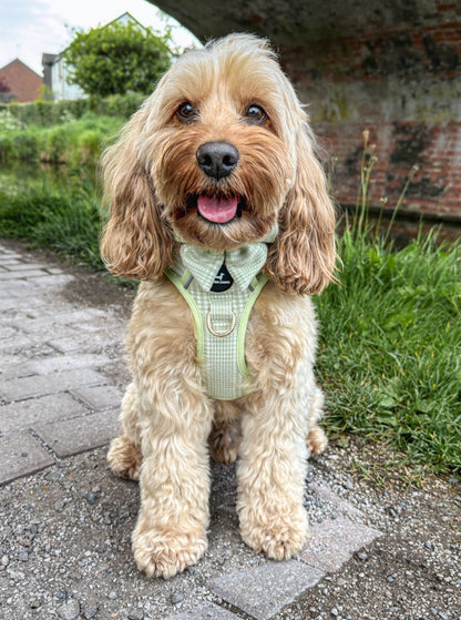 Harness - Matcha Heritage Check