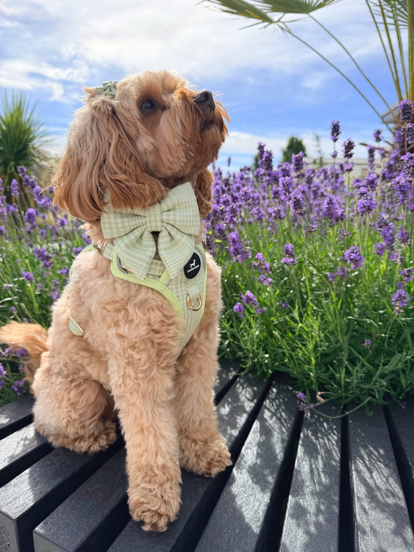 Harness - Matcha Heritage Check