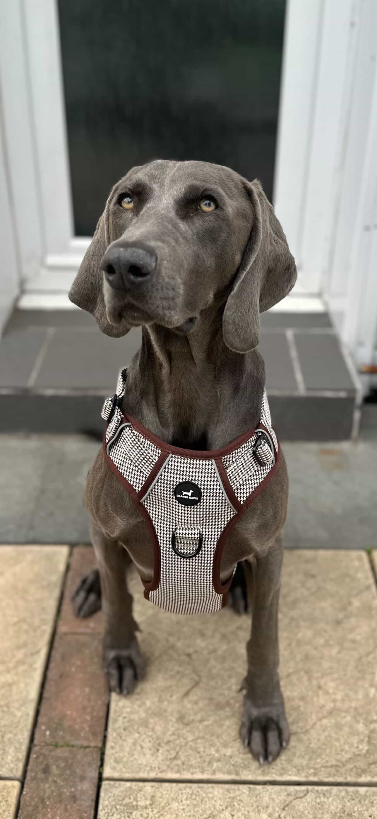 Harness - Espresso Houndstooth