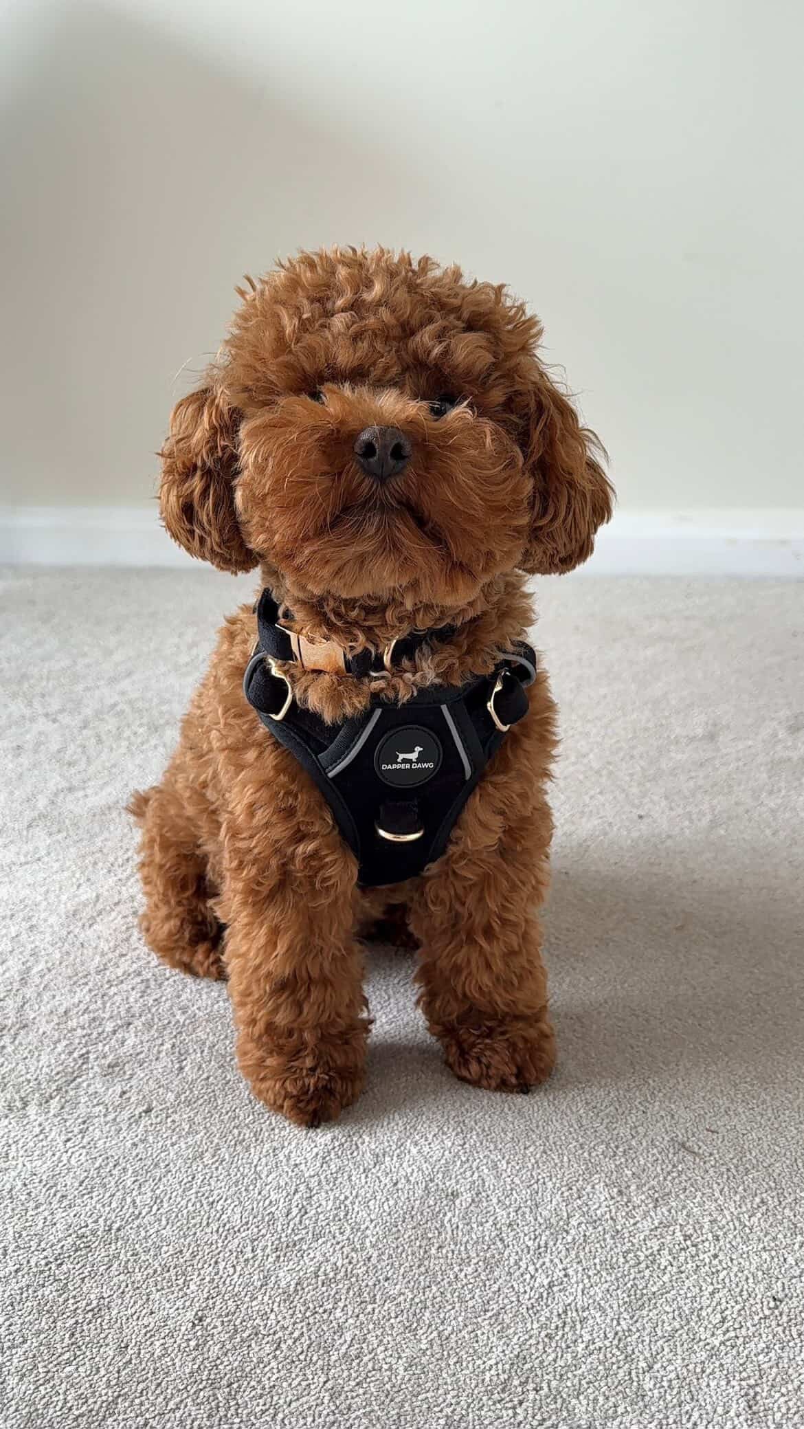 Harness - Midnight Black Velvet