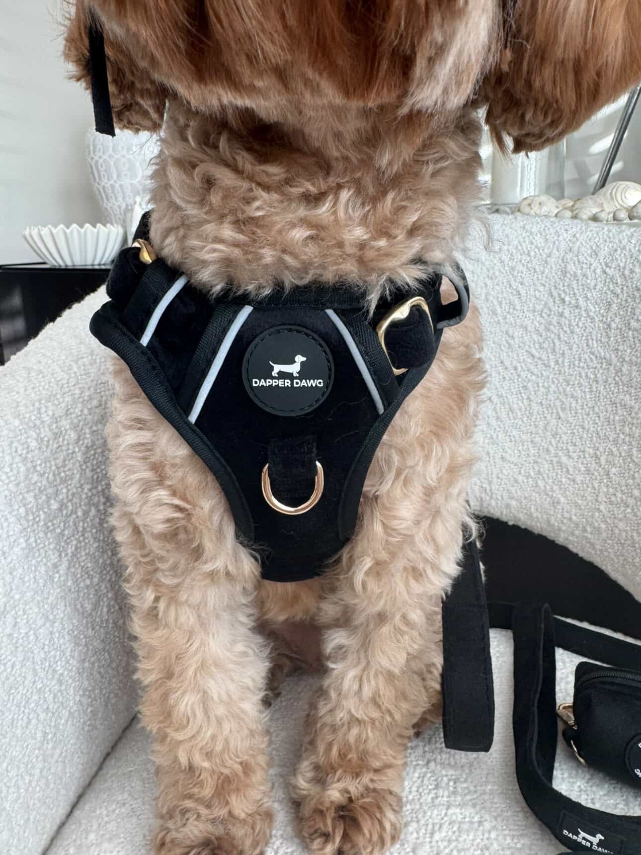 Harness - Midnight Black Velvet