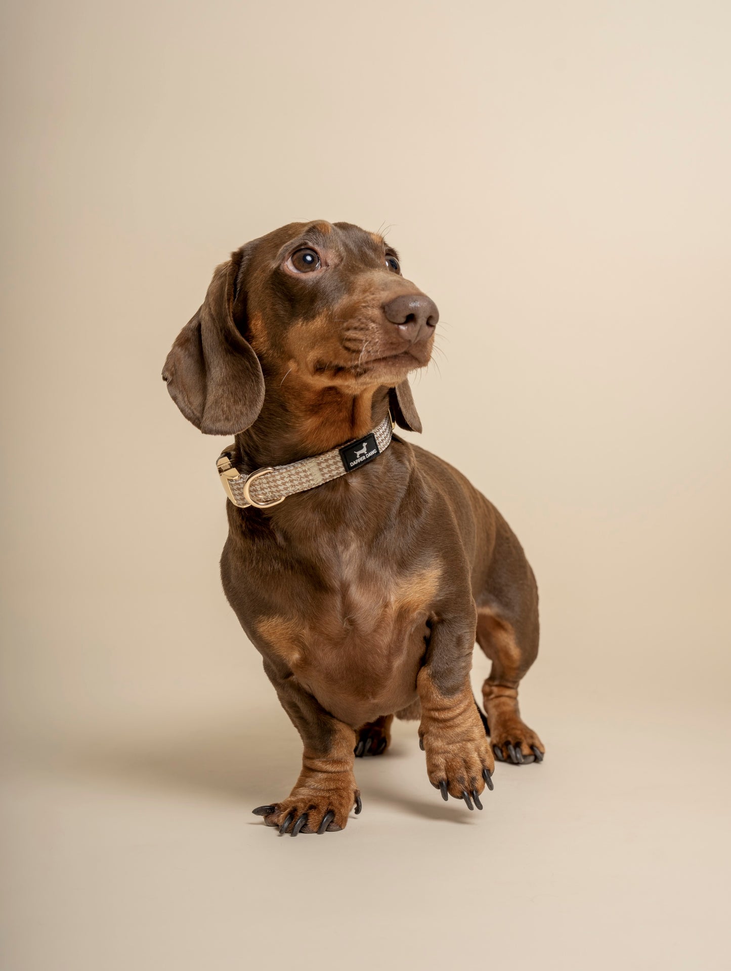 Collar - Beige & Bone Houndstooth