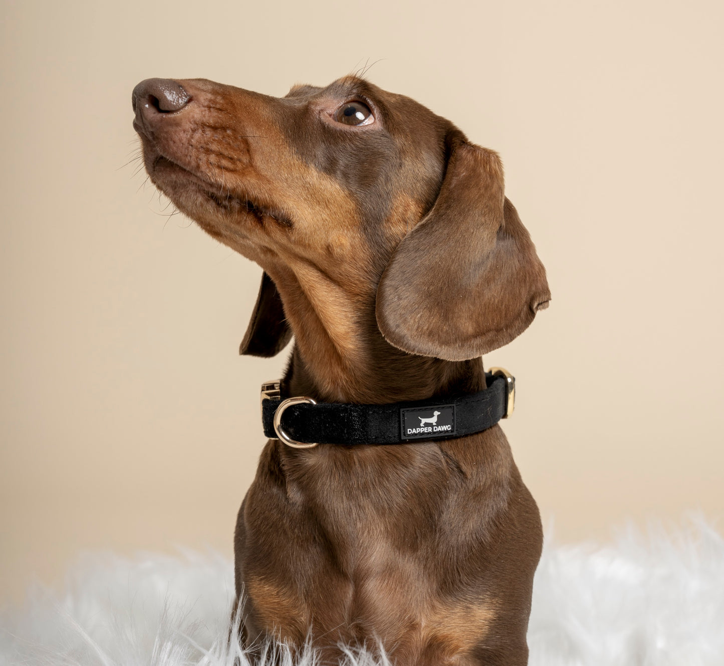 Collar - Midnight Black Velvet