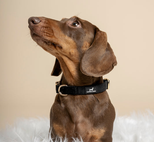 Collar - Midnight Black Velvet