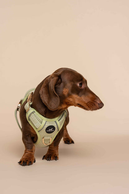 Harness - Matcha Heritage Check