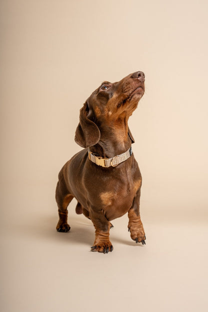 The Dapper Collar Bundle - Beige & Bone Houndstooth