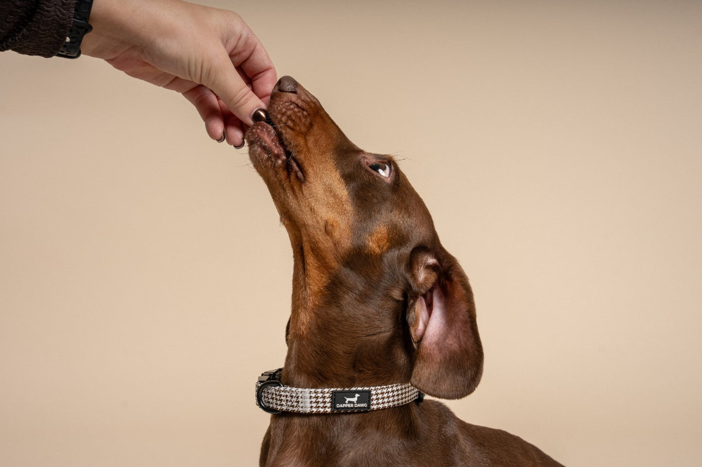 The Dapper Collar Bundle - Espresso Houndstooth