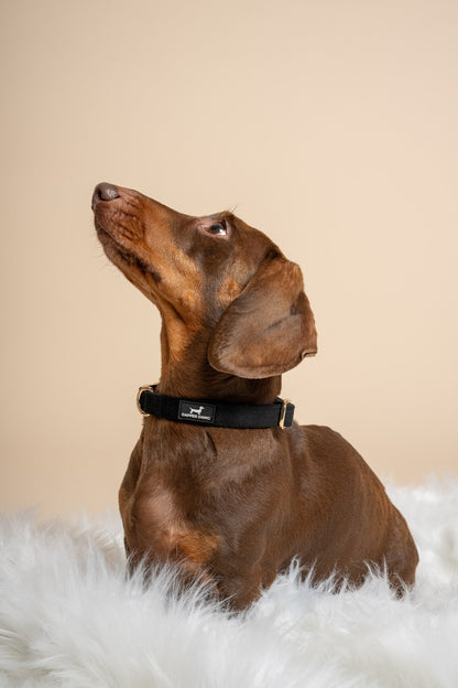 The Dapper Collar Bundle - Midnight Velvet