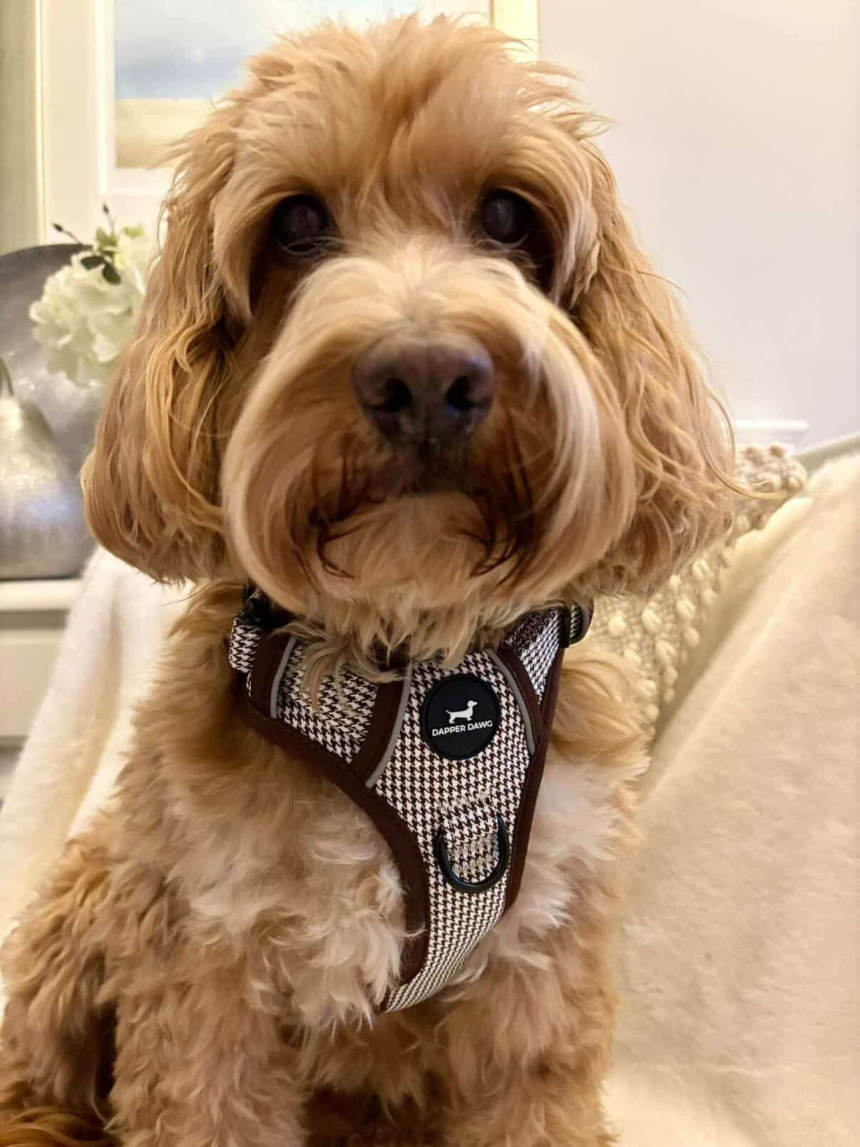 Harness - Espresso Houndstooth