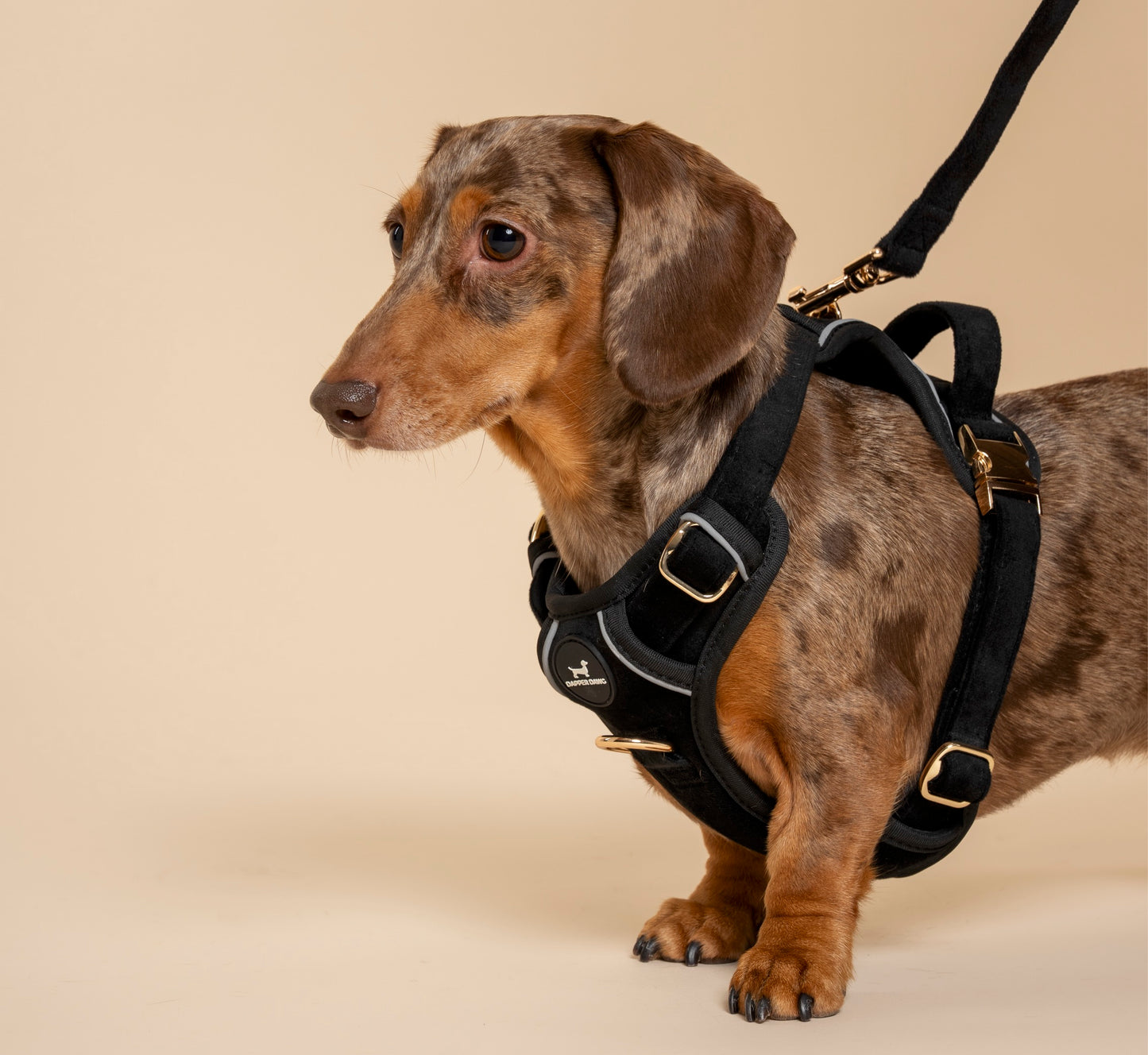 Harness - Midnight Black Velvet