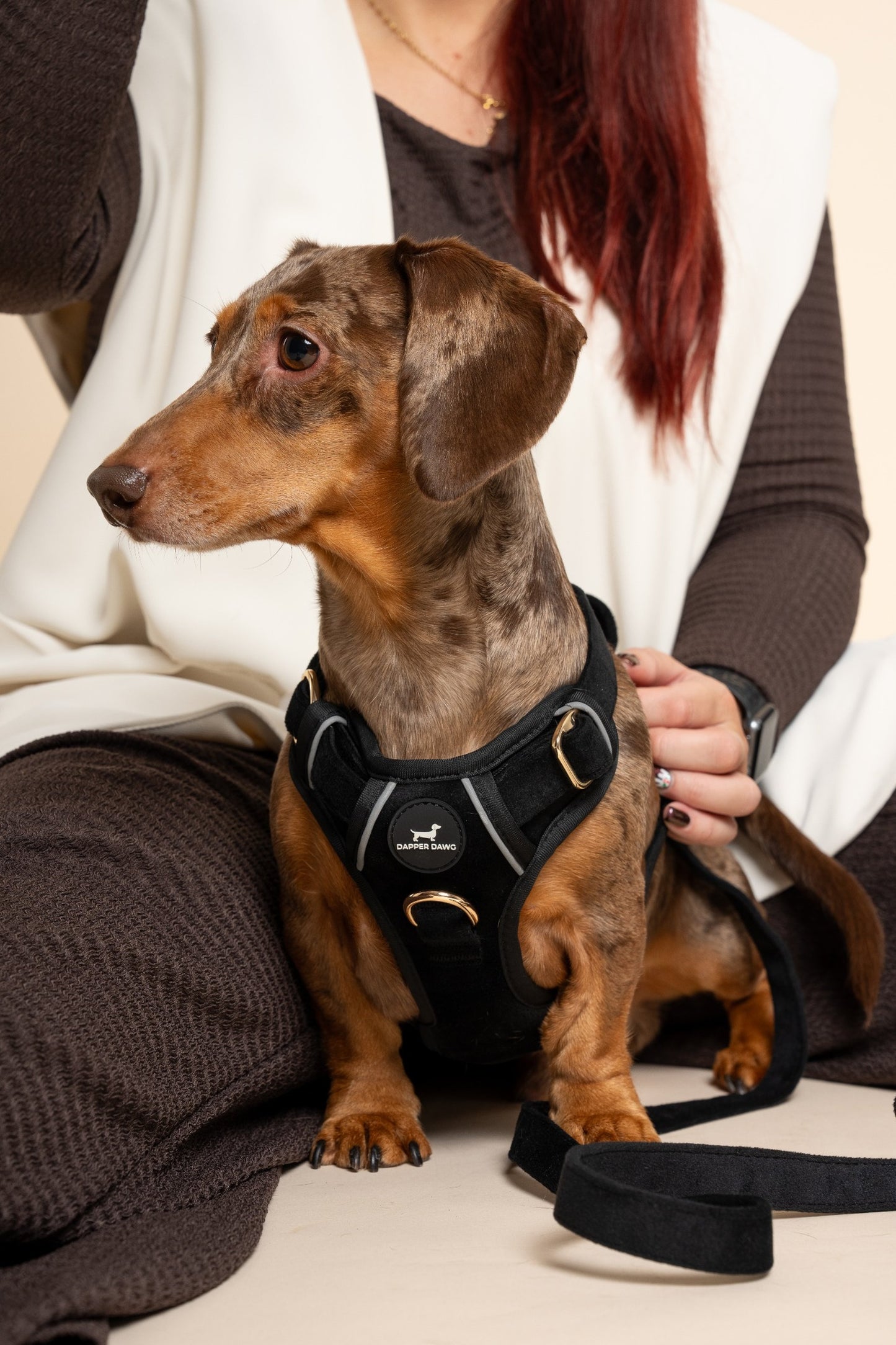 The Dapper Harness Bundle - Midnight Velvet