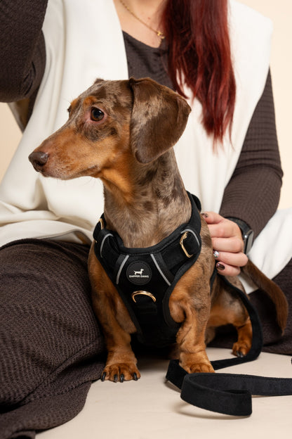 The Dapper Harness Bundle - Midnight Velvet